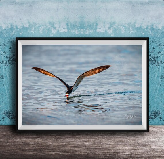 Black Skimmer Skimming Ocean Waves Wings Outstretched Wall Art