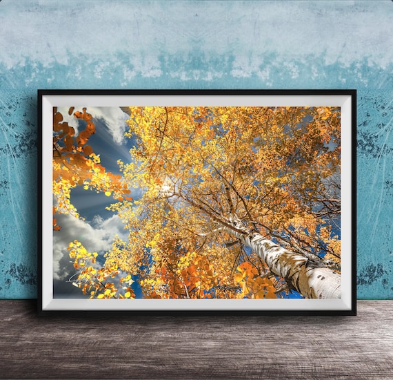 Golden Aspen Trees in Fall Foliage Rocky Mountain Sunshine Poster