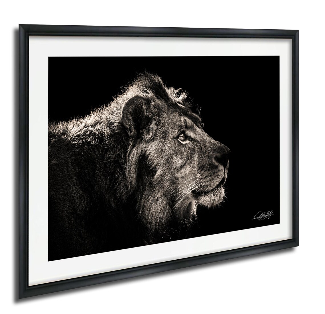 Lion Family Wall Art African Wildlife Canvas Black And White