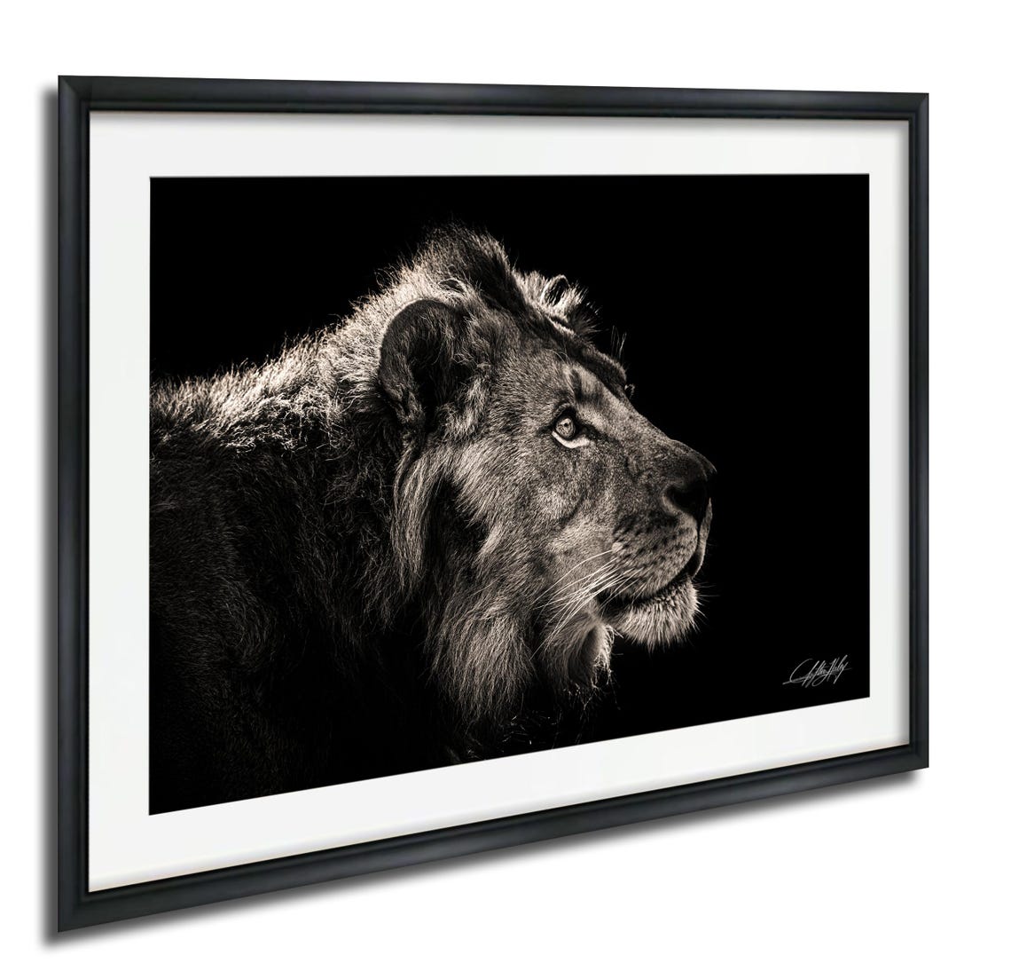 Majestic Lion Portrait Black Background Dramatic Wildlife Poster