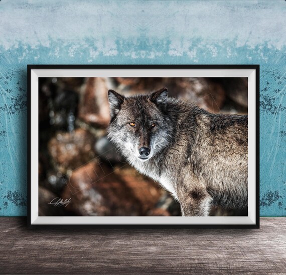 Wolf Art Print Jackson Hole Wildlife Scene Grand Teton Landscape