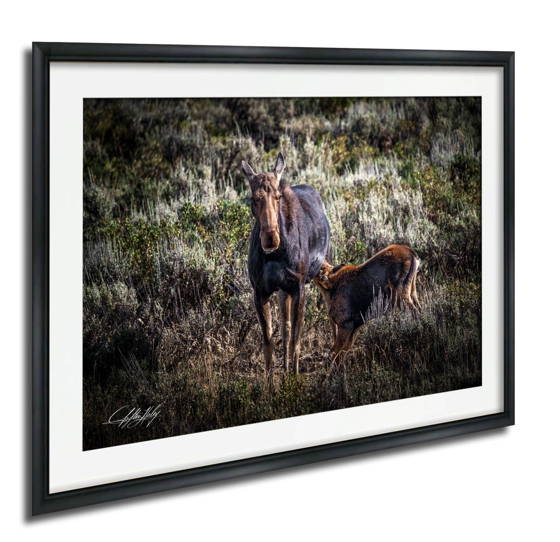Moose Mother And Calf In Wild Sage Meadow Wildlife Photo Poster