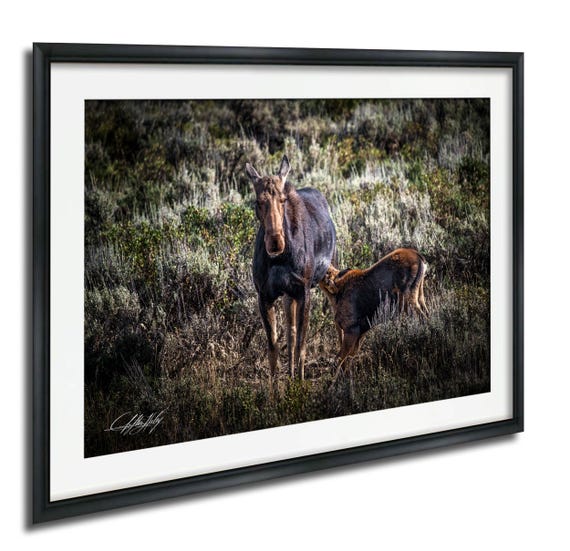 Moose Mother And Calf Illustration Watercolor Nature Wall Art