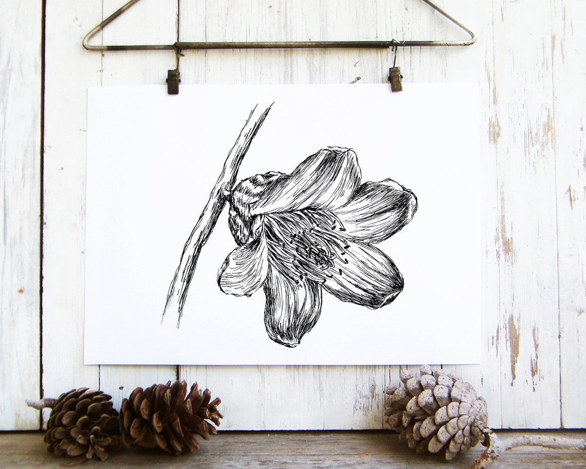 Black and White Flower Pen Sketch Botanical Line Drawing Poster - Image 3
