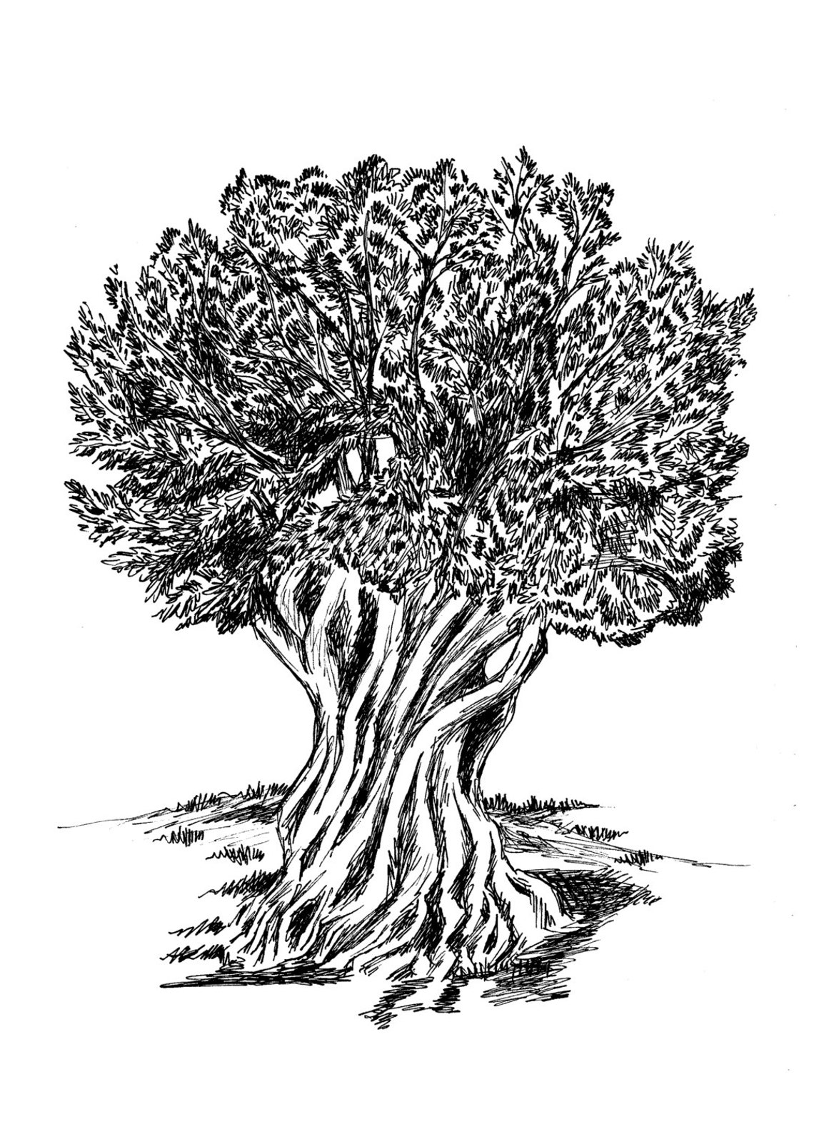 Olive Tree Ink Drawing Black and White Mediterranean Botanical Poster - Image 2