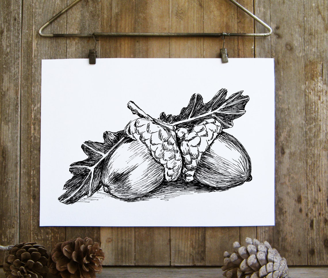 Acorns Oak Leaf Botanical Ink Drawing Autumn Nature Wall Art - Image 3