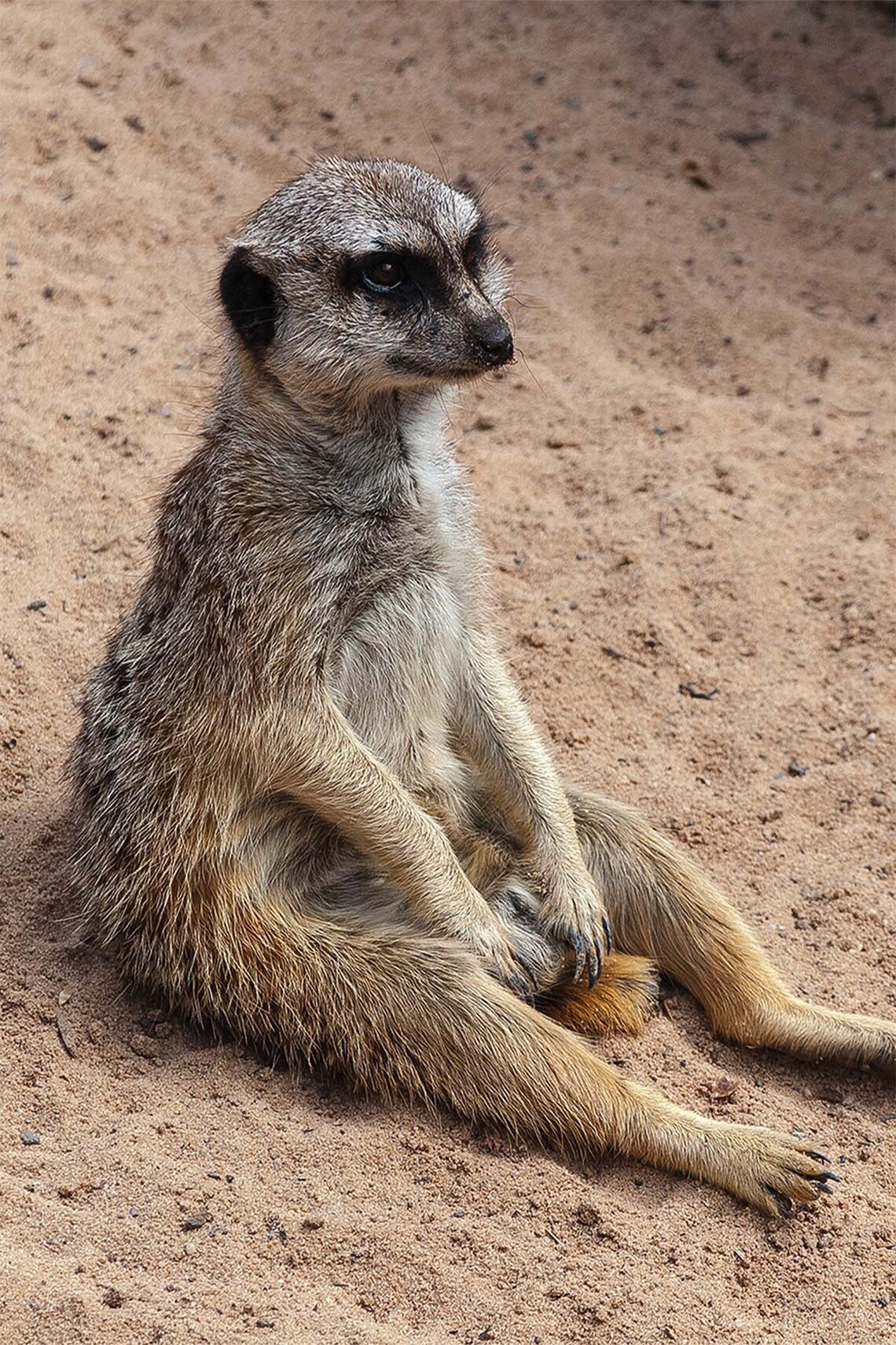 Meerkat Humor Tapestry, Funny Animal Wall Art Print - Image 3