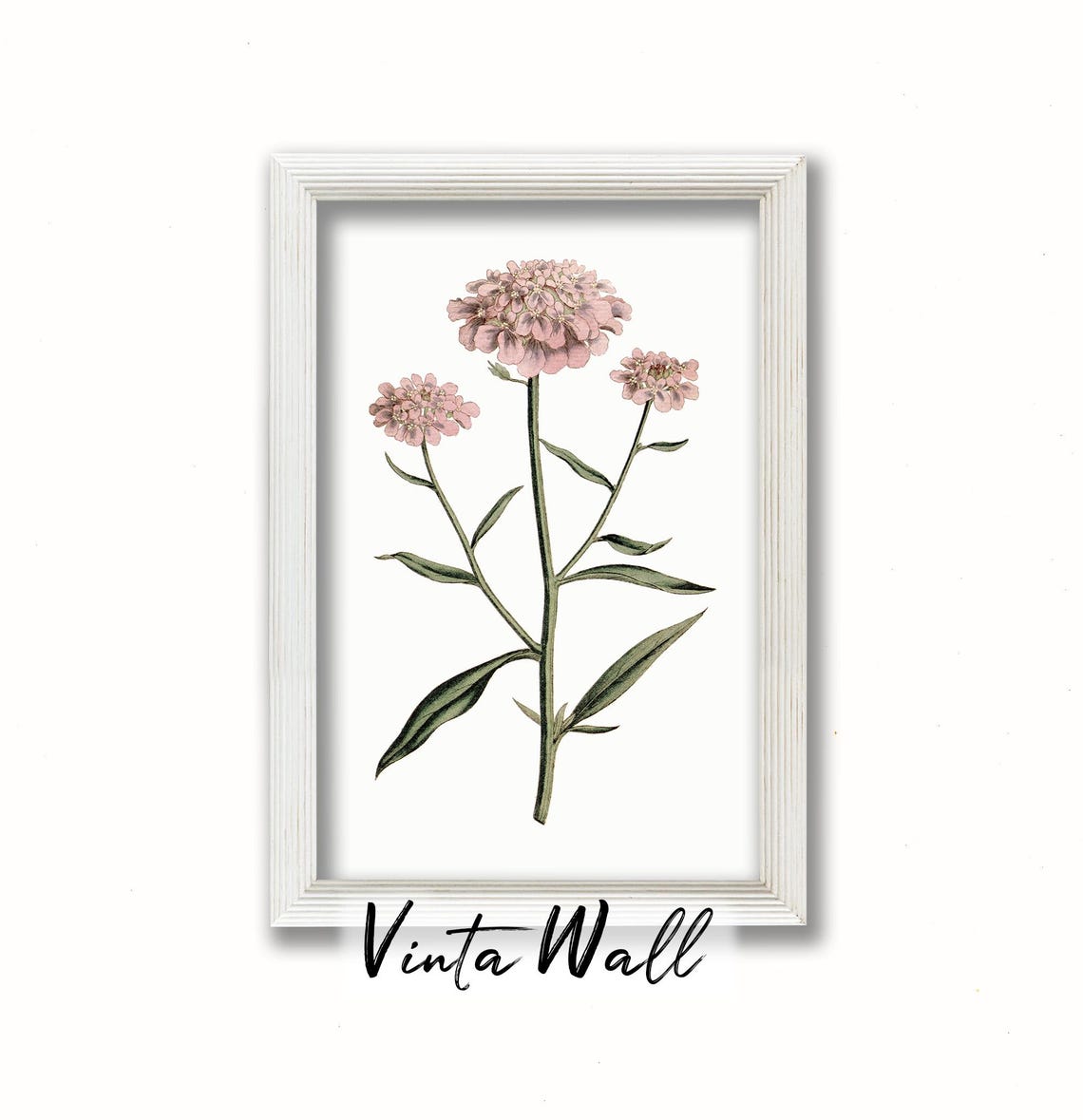 Pink Candytuft Bloom Clusters Vintage Botanical Illustration Poster - Image 3