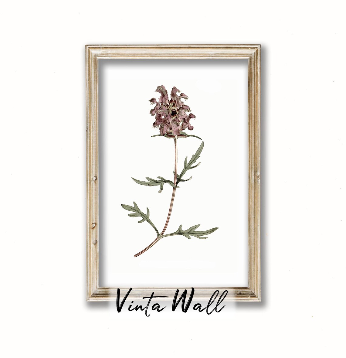 Mauve Pincushion Wildflower Vintage Botanical Illustration Poster