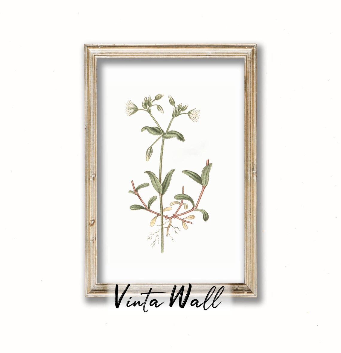 White Wildflower with Fine Roots Vintage Botanical Art Print