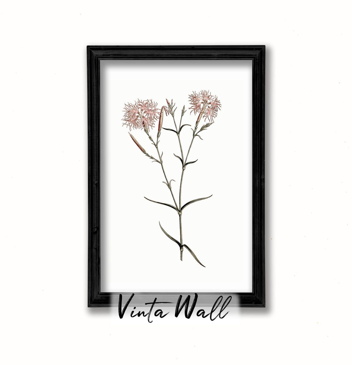 Fringed Pink Dianthus Blossoms Vintage Botanical Illustration Print - Image 2