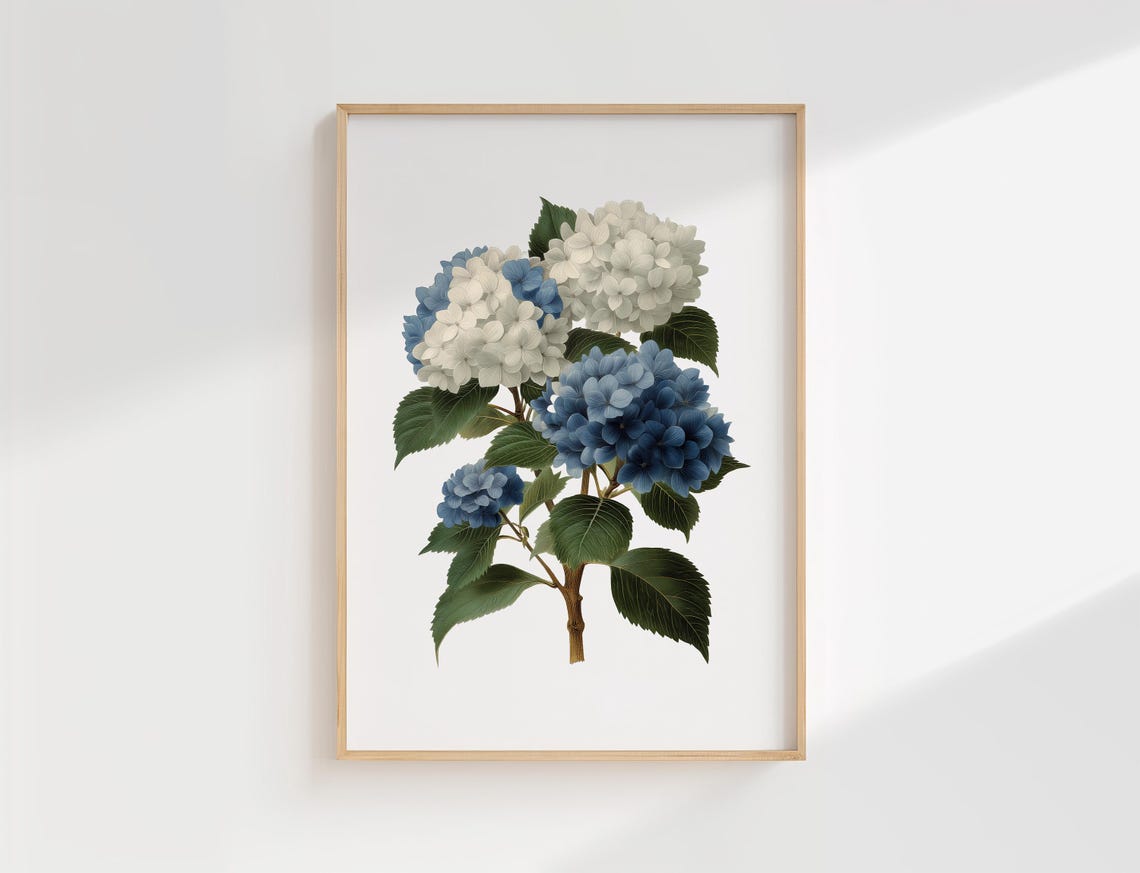 Vintage Hydrangea Botanical Illustration Blue White Blooms Poster