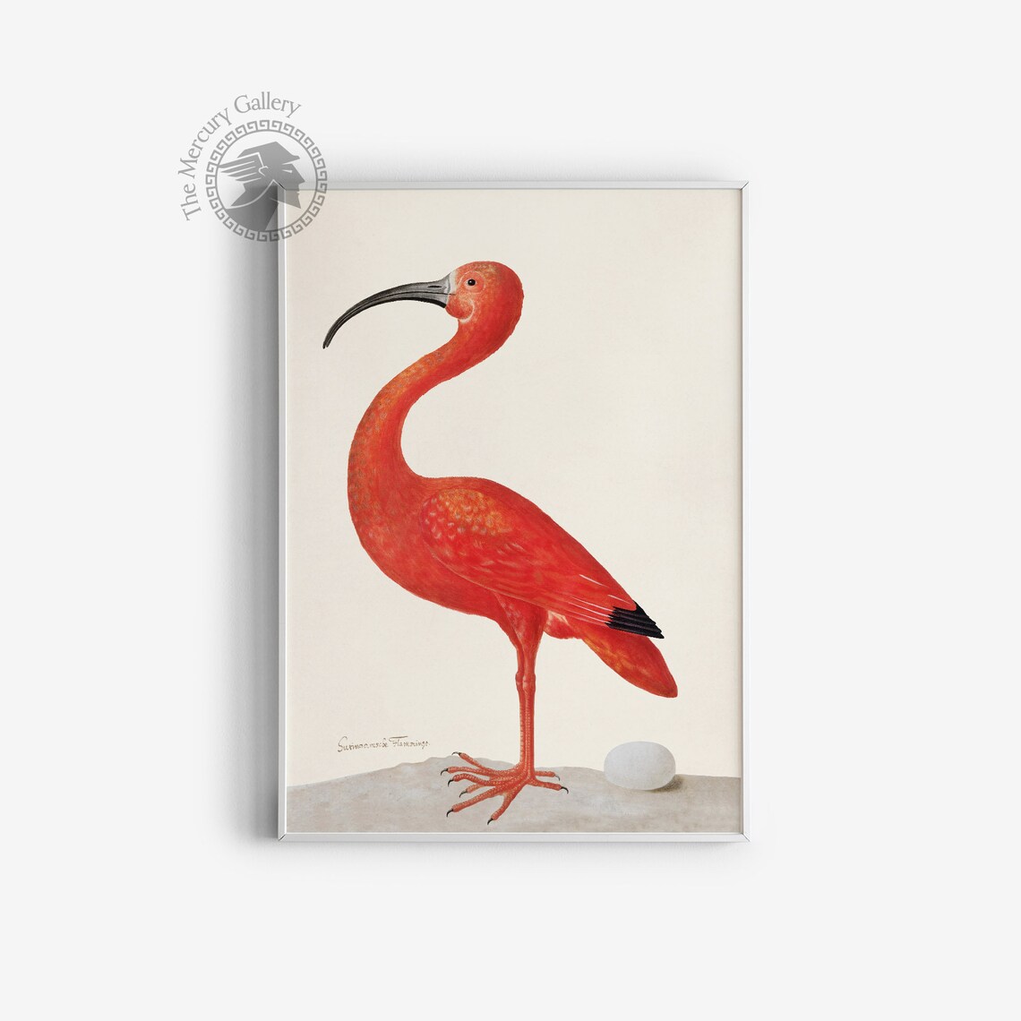 Scarlet Ibis Bird With Egg, Vintage Bird Art Print - Image 3