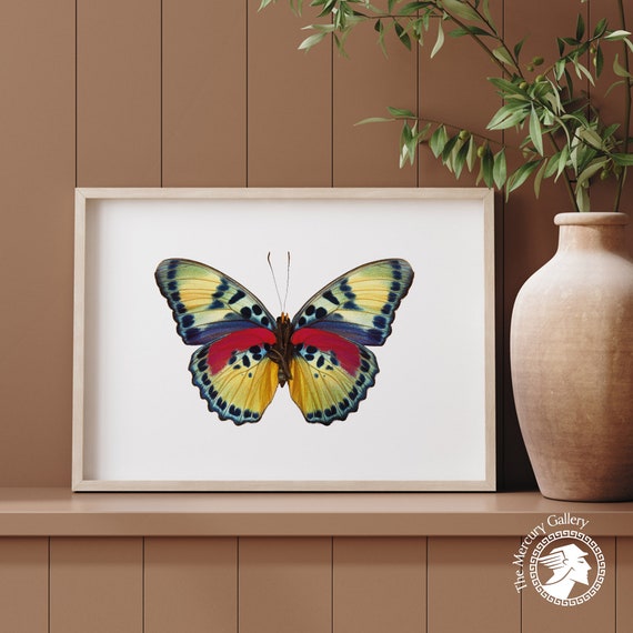 Vintage Butterfly Print Girls Room Prints Butterfly Home Decor