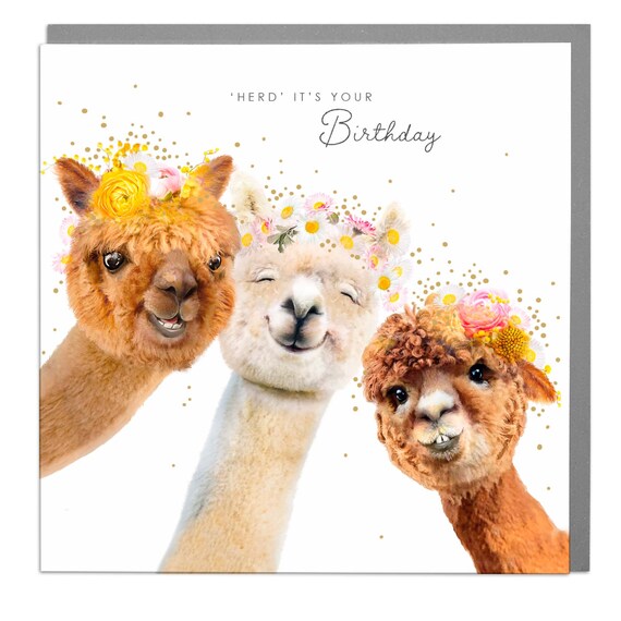 Alpacas Birthday 'Herd' It's Your Birthday Funny Poster Card