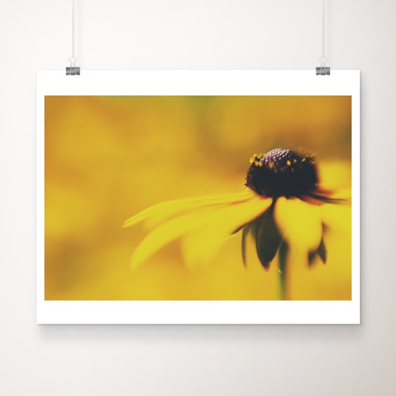 Black Eyed Susan Photograph Close Up Yellow Flower Botanical Print