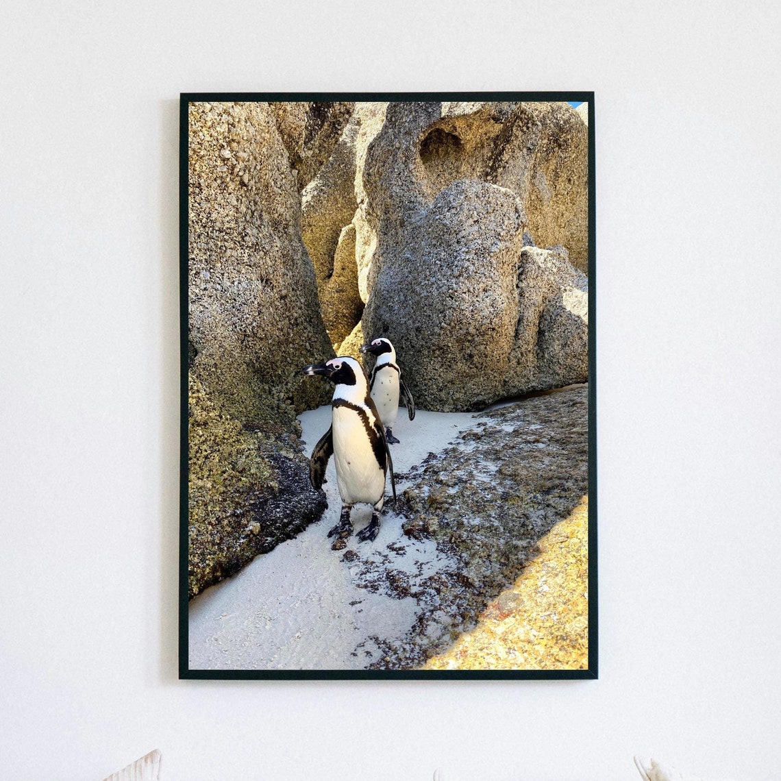 African Penguins On Rocky Beach Wildlife Nature Photography Poster