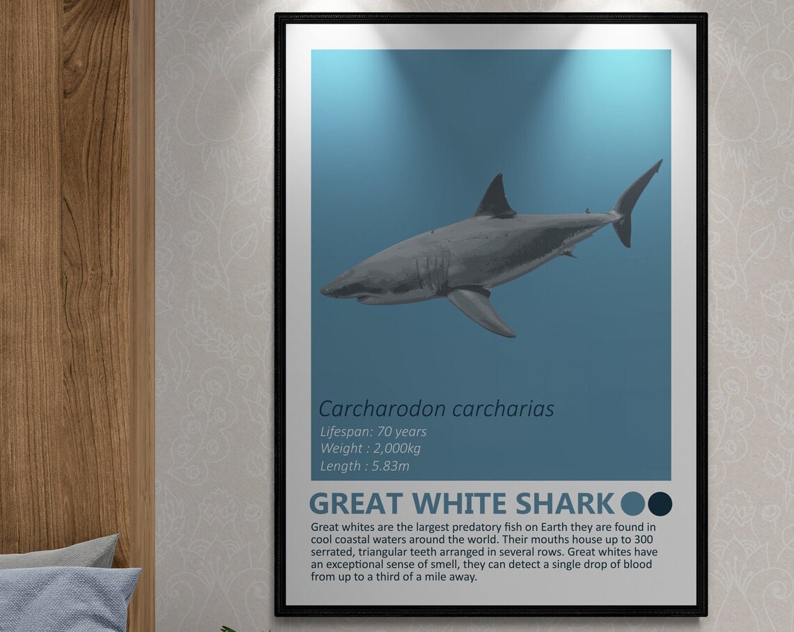 Great White Shark Fact Sheet, Nautical Theme Art Print - Image 3