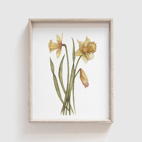 Daffodil Flower Watercolor Art Print, Floral Home Decor
