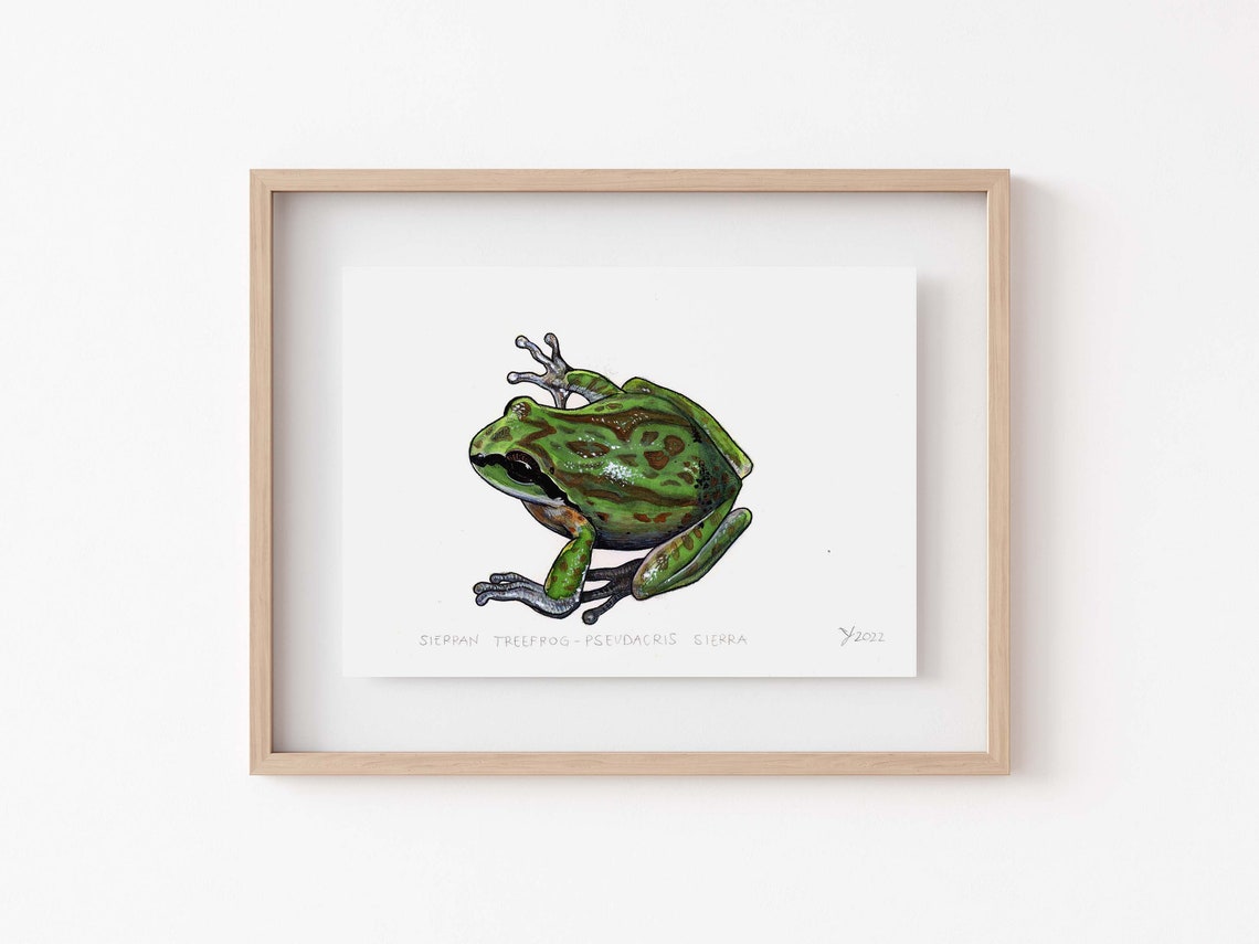 Sierran Tree Frog Watercolor Illustration Natural History Poster