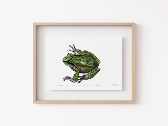 Sierran Tree Frog Watercolor Illustration Natural History Poster