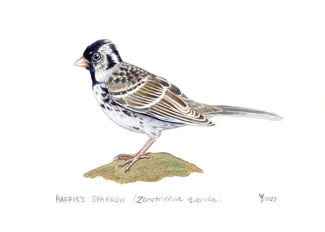 Harriss Sparrow Art Print, Great Plains Birdwatching - Image 2