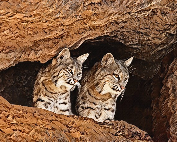 Two Bobcats Peeking From Rocky Desert Cave Wildlife Nature Art Print