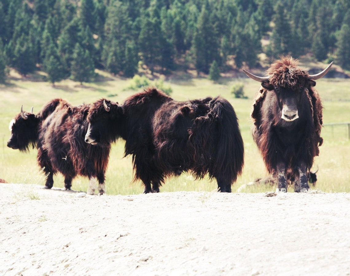 Yak Herd Mountain Meadow Pine Forest Rustic Wildlife Photography Print