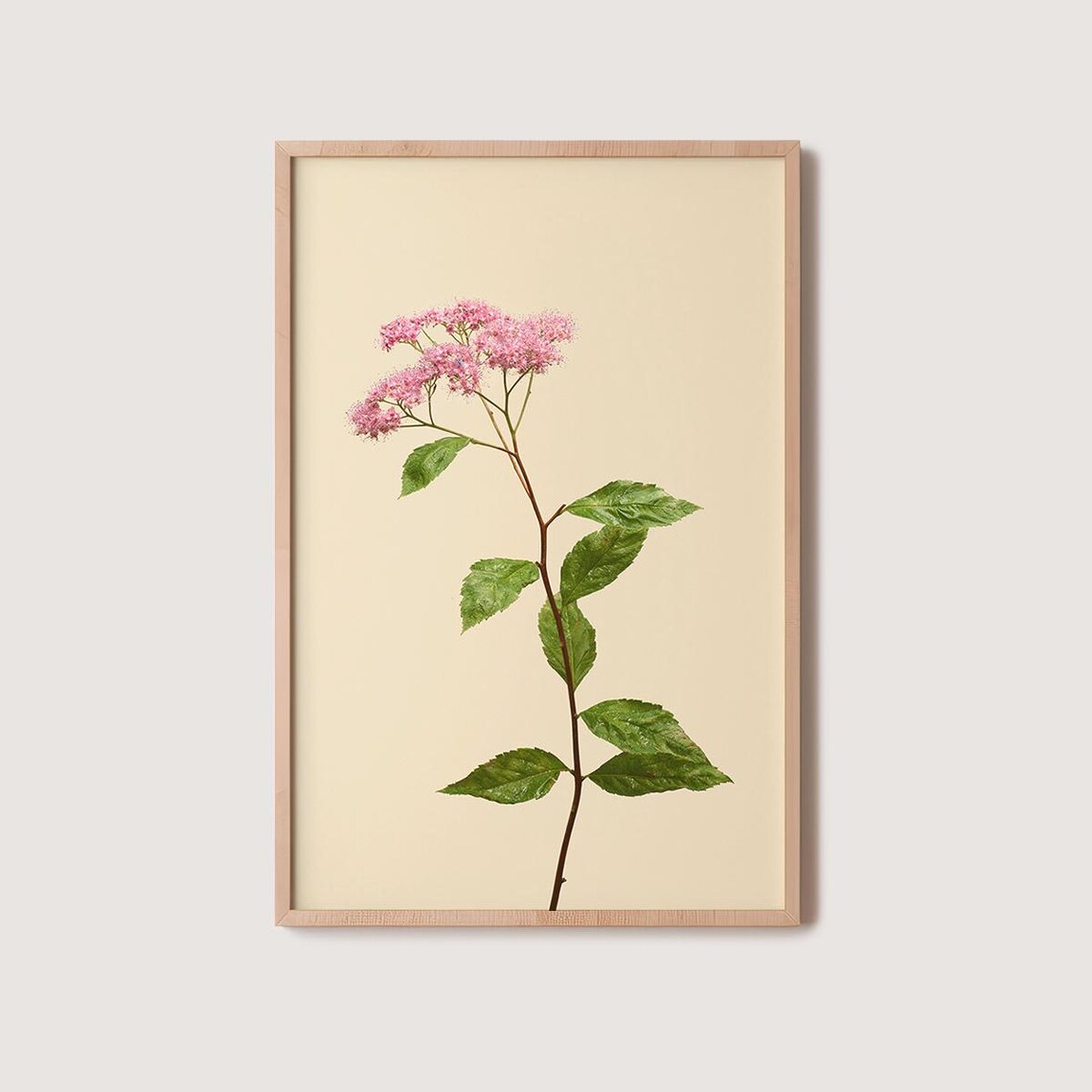 Pink Wildflower Stem With Green Leaves On Cream Botanical Poster