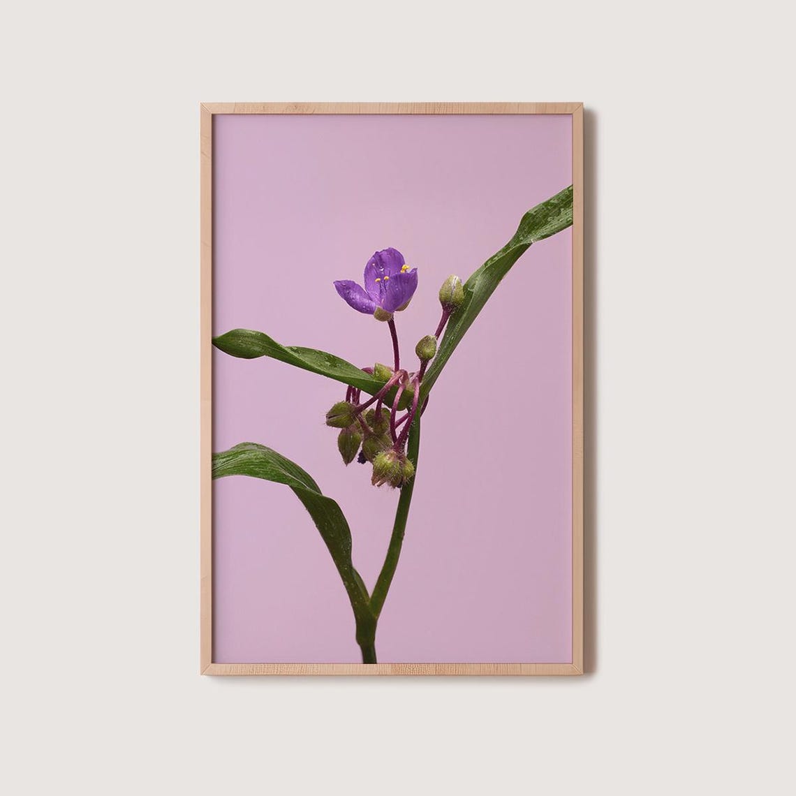 Violet Spiderwort Bloom On Blush Pink Minimalist Floral Poster