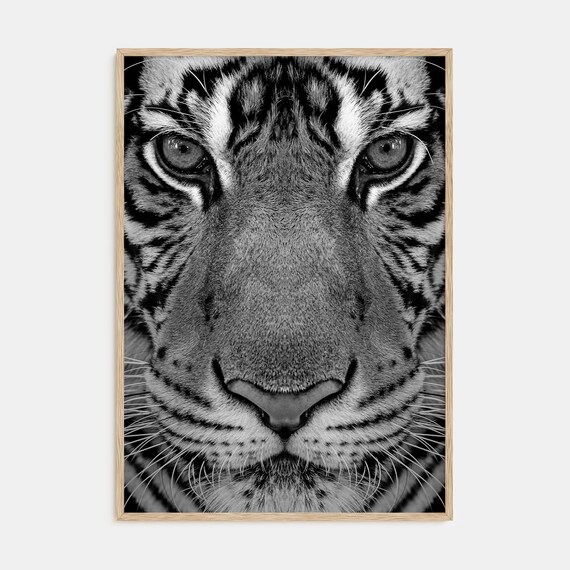 Black and White Tiger Face Close-Up Dramatic Wildlife Poster