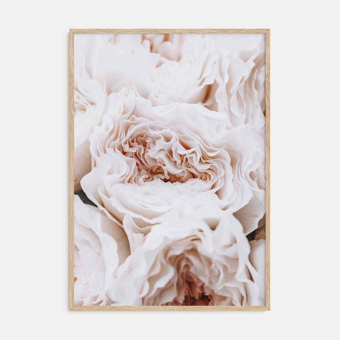 Soft Blush White Peony Macro Close Up Floral Photography Poster