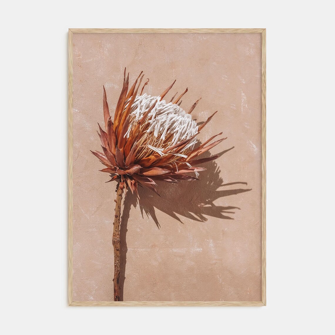 Dried Protea Flower Botanical Terracotta Minimalist Art Print