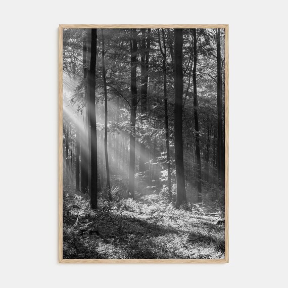 Forest Black White Photography Art Print, Botanical Decor