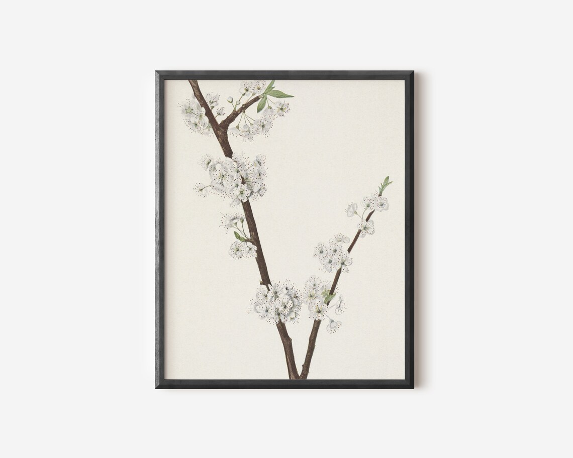 White Blossom Branch - Botanical Drawing - Image 4