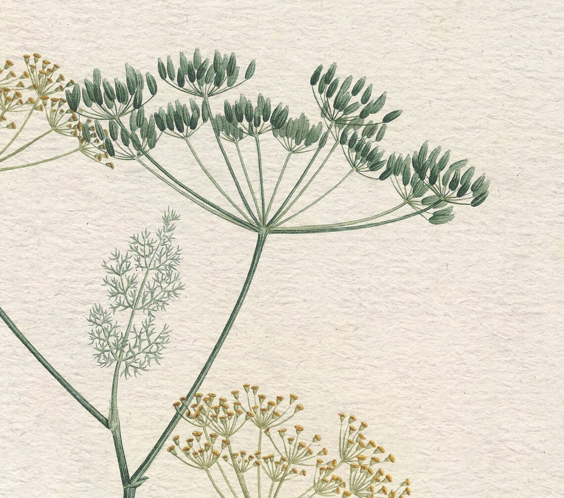 Dill Kitchen Drawing, Botanical Kitchen Decor - Image 2