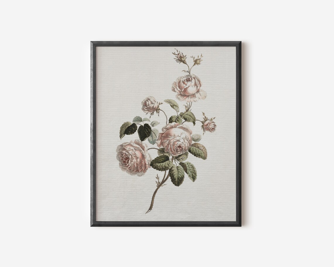 Vintage Blush Rose Botanical Art Print, Nursery Decor - Image 4