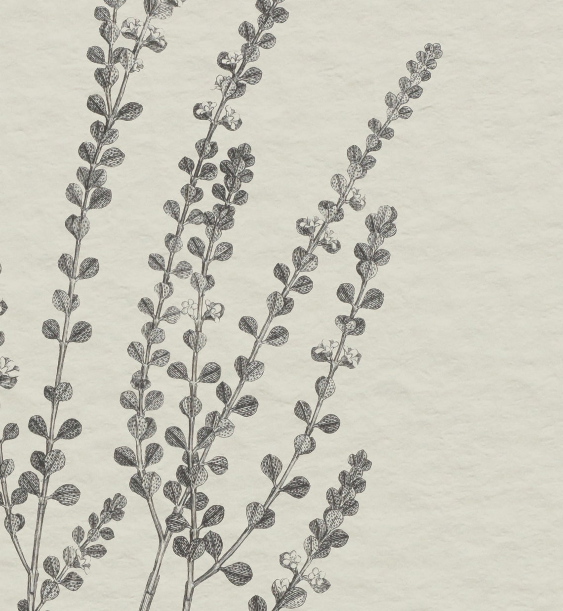 Rustic Branch Sketch, Vintage Botanical Art Print - Image 3