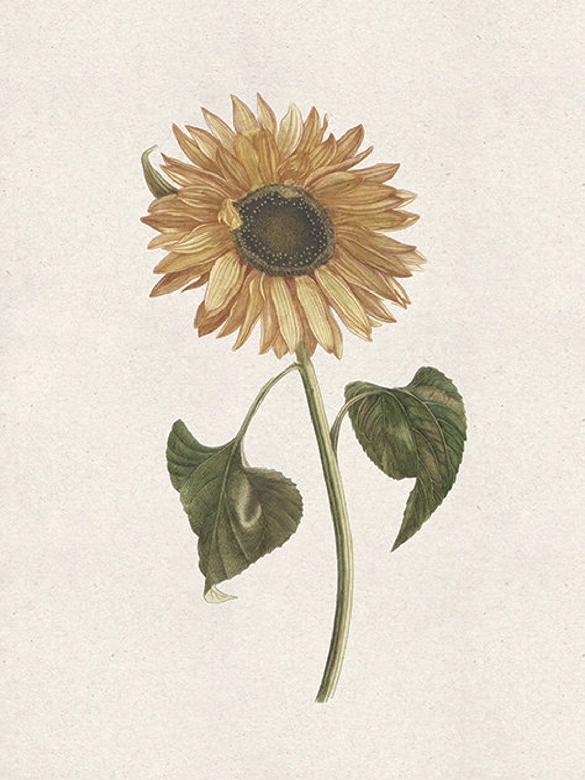 Sunflower Botanical Art Print, Autumn Decor - Image 2