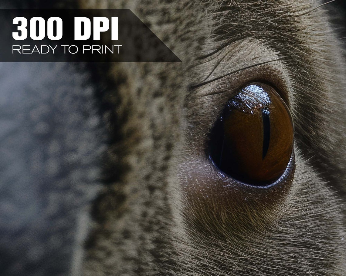 Koala Close Up Wide Angle Eucalyptus Wildlife Photography Poster - Image 4