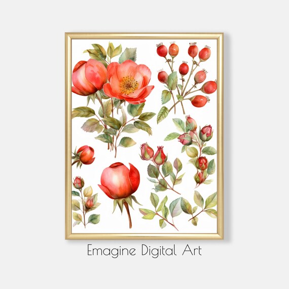 Wild Rose Watercolor Botanical Red Floral Study Painting Wall Poster