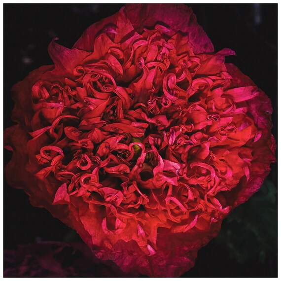 Deep Red Poppy Bloom Macro Dark Botanical Photography Art Print