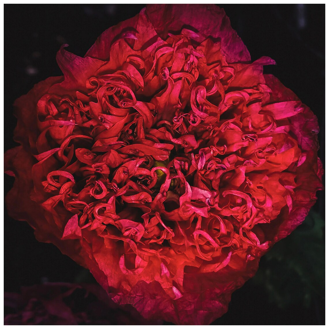 Deep Red Poppy Bloom Macro Dark Botanical Photography Art Print