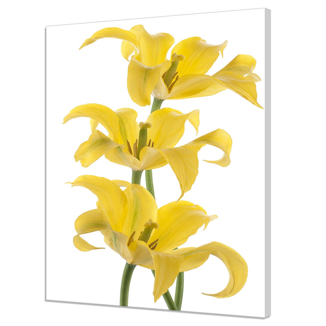 Yellow Lily Flowers White Background Floral Botanical Wall Art