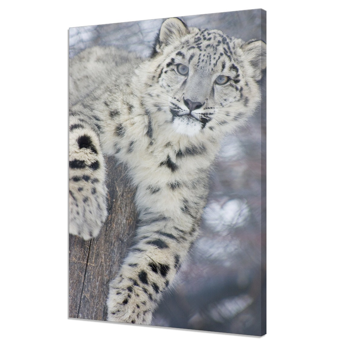 Snow Leopard Cub Portrait Resting On Rock Blue Eyes Wildlife Poster