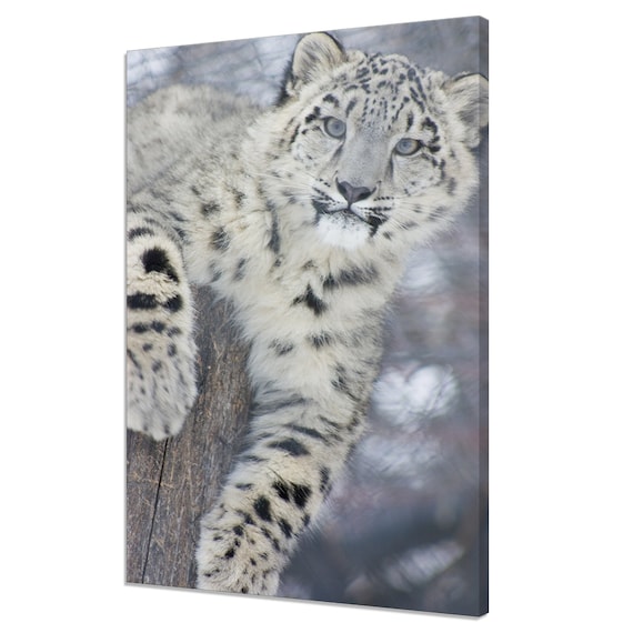 Snow Leopard Cub Portrait Resting On Rock Blue Eyes Wildlife Poster