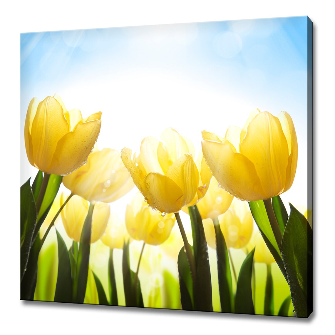 Yellow Tulips With Dew Drops In Sunlight Blue Sky Floral Art Poster