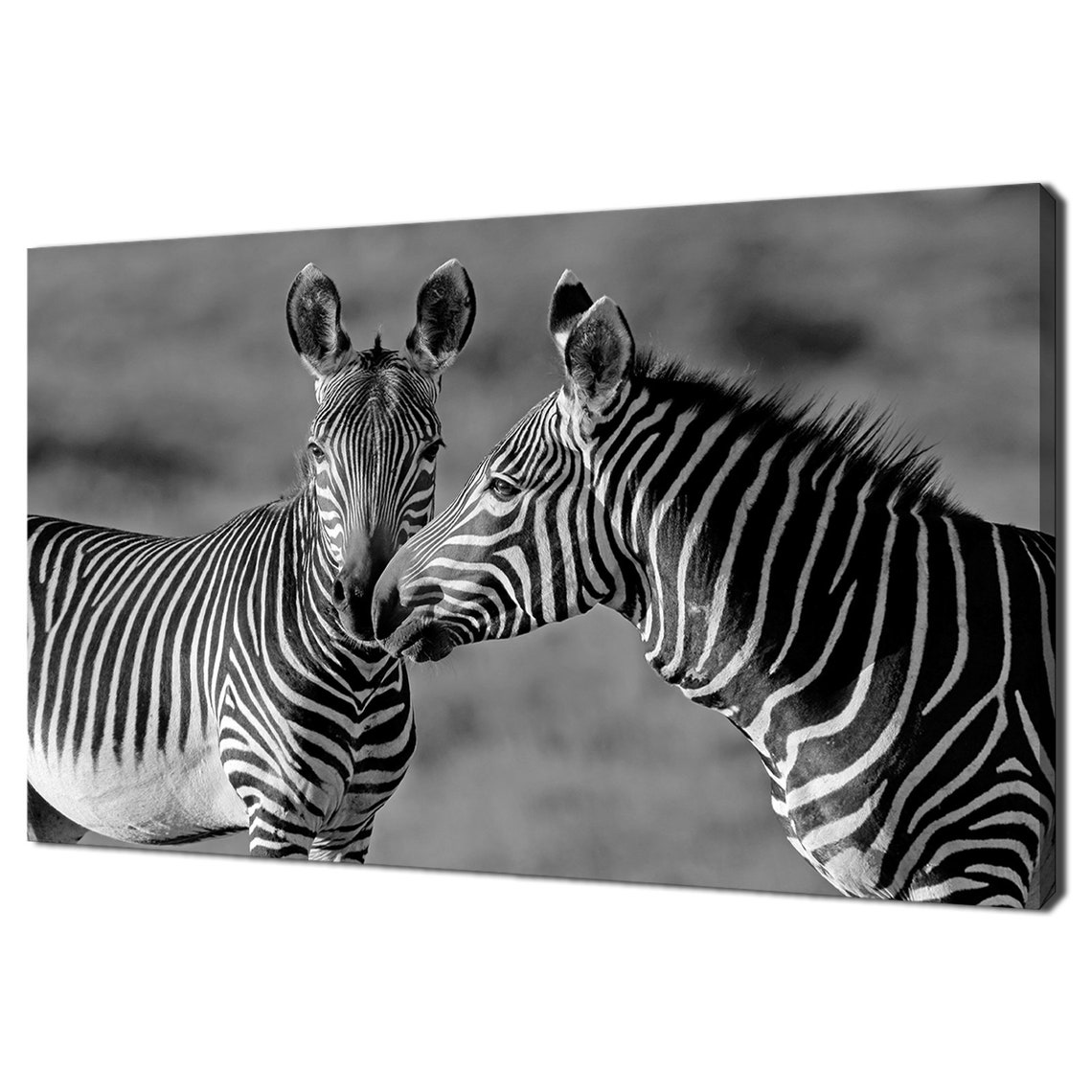 Black And White Zebras Pair Nuzzling Striking Wildlife Wall Art Print
