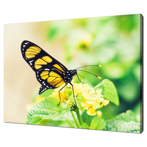 Yellow Butterfly Sitting On Yellow Flower Modern Design Home Decor Print Wall Art Picture Wall Hanging