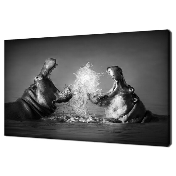 Fighting Hippos Splashing Water Black White Dramatic Wildlife Photo Poster